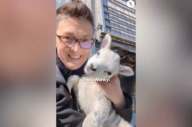 Rhoda Meek with lamb Wonky.