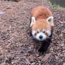 Chester Zoo has been crowned the country's favourite zoo on Tripadvisor.