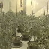 £4.5m drug operation consisting of  75 cannabis farms uncovered.