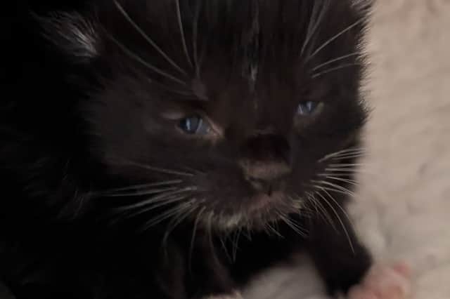 The three females and one male are all receiving round-the-clock care and are now thriving, say the RSPCA