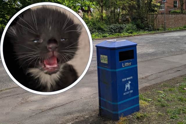 The newborn kittens who were dumped in a Tesco shopping bag in a litter bin in Penwortham with their umbilical cords still attached, say the RSPCA
