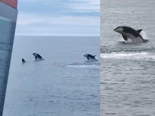 Killer whales breach off the coast of Scotland.