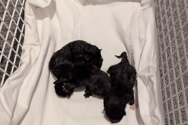 The RSPCA is also currently caring for a litter of four kittens who were dumped in a Tesco shopping bag in a litter bin in Penwortham.