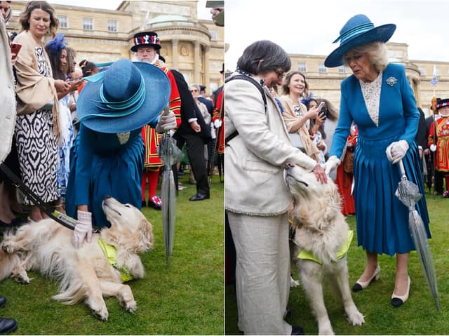 The Queen made friends with an “attention-seeking” guide dog from Lancashire during the first Buckingham Palace garden party of the season
