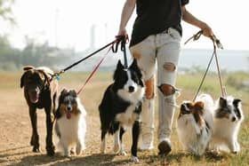 A Lancashire borough is considering toughening up its dog control orders, including limiting the number of dogs one can walk at a time. 