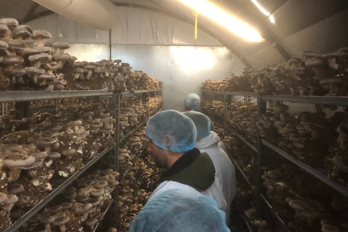Farm workers evacuated after bomb hoax at Smithy Mushrooms in Scarisbrick