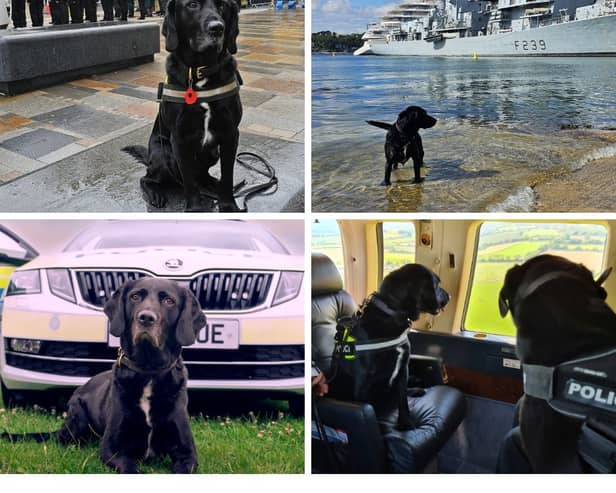 British Transport Police dog Buddy, on one of his many important jobs, has now hung up his harness and is enjoying retirement. 