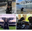 British Transport Police dog Buddy, on one of his many important jobs, has now hung up his harness and is enjoying retirement. 