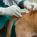 Should you be worried about rabies when on holiday?
