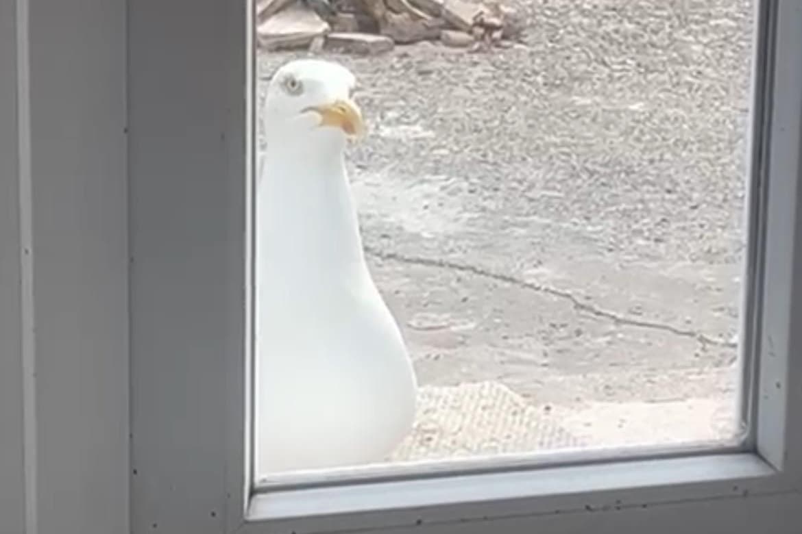 Where's my food human? - adorable seagull named Sam taps on same ...