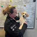British Transport Police's adorable new recruit - Labrador puppy Winnie is already turning heads wherever she goes