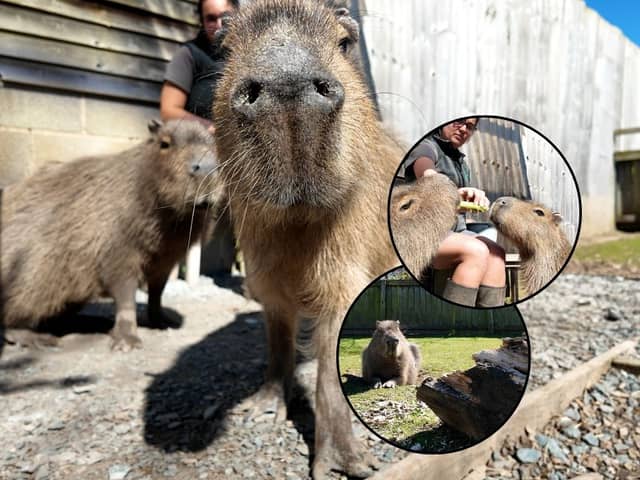Larry & Moe the capybara brothers at Wild Discovery Zoo, Ribby Hall