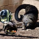 Binturong (also known as a bearcat) at Wild Discovery Zoo in Wrea Green, Lancashire. All pics and video credit Lucinda Herbert