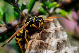 Allergic reactions to wasp stings can be fatal.