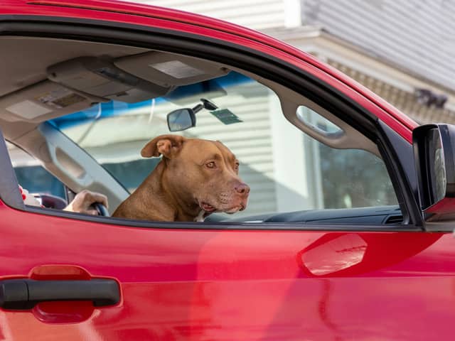 Leaving your dog alone in the car can be dangerous or even deadly.