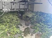 A cannabis farm worth around £126,000 was discovered in Preston