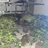 A cannabis farm worth around £126,000 was discovered in Preston