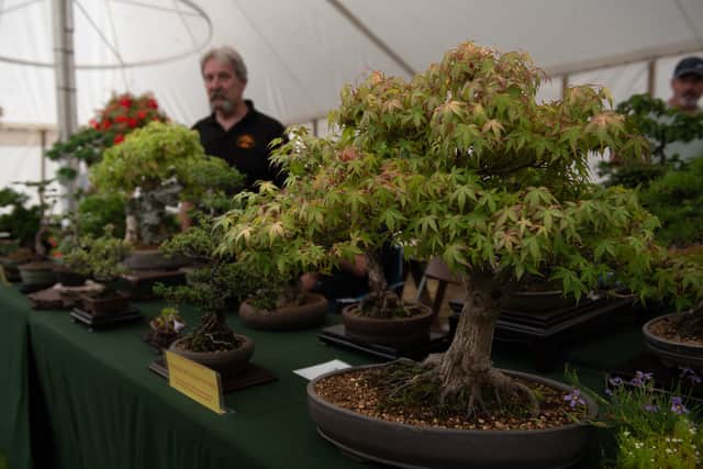 Bonsai enthusiast, John Davies, shows off an impressive collection of miniature trees, cultivated by the Fylde Bonsai Association at Great Eccleston Show. Photo: Lucinda Herbert