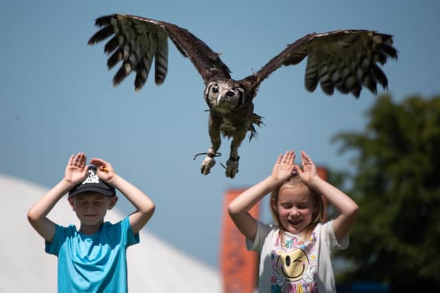 Lizzie the owl flies over a little girl's head, during a demo by National Falconry School. The crowd participation stunt was done to demonstrate that an owl's wings are completely silent when it flies. Photo: Lucinda Herbert