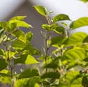 Take a look at the 10 areas of Lancashire with the highest Japanese knotweed cases