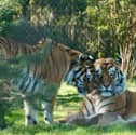 Save 56% on tickets for Knowsley Safari Park - the perfect day out during the school holidays 