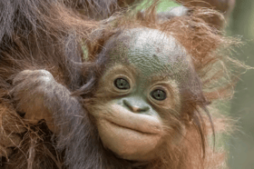 A baby Bornean orangutan at Blackpool Zoo - the type of animal the attraction says needs protecting from extinction