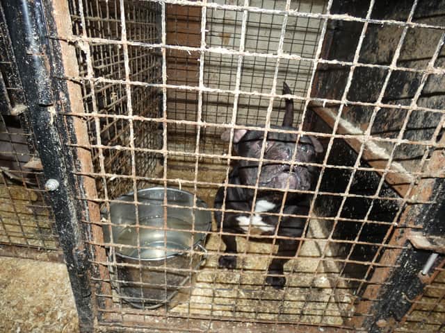 A mother and her two sons have been banned from keeping animals for a total of 40 years after forcing 22 dogs to live in cramped, dirty and freezing cages at their Fylde coast home.