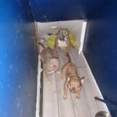 A Preston man has been banned from keeping animals for ten years after nine dogs and eight puppies were found living in squalid conditions