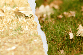 Where your lawn ends up this autumn depends on what you do this week
