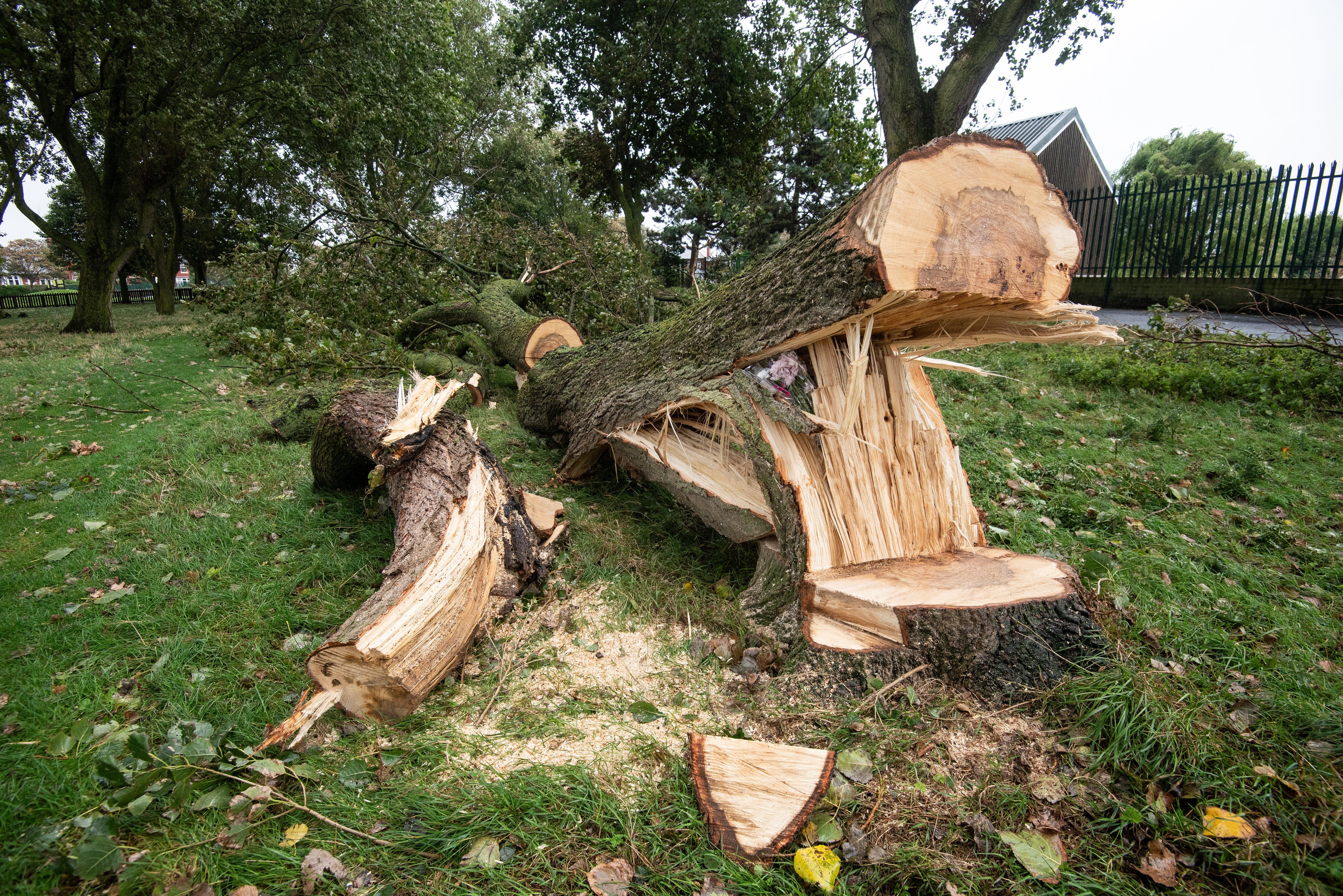 Lep Tree Condition of tree that killed man in Blackpool revealed as all ...