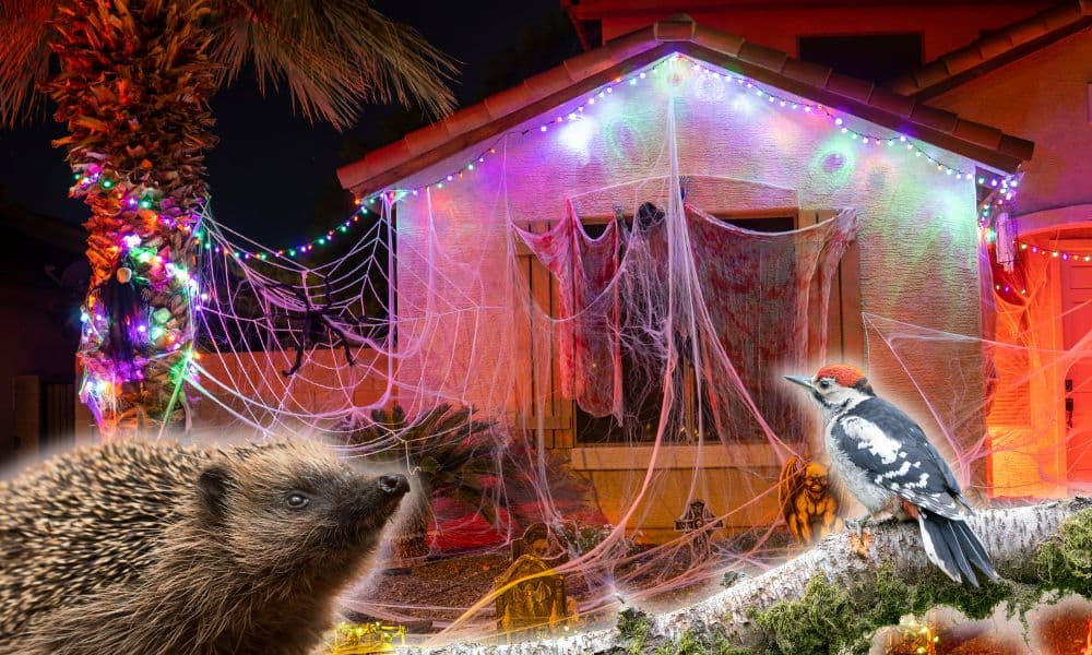 Halloween: The one decoration experts say to keep out of your garden - ...