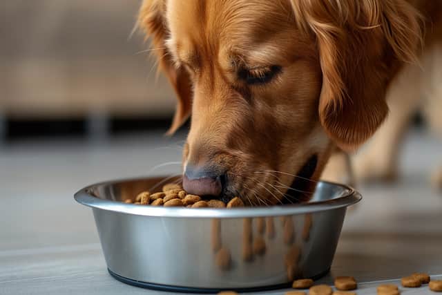 Vet-approved dog food is among the products available with the new Subscribe & Go service