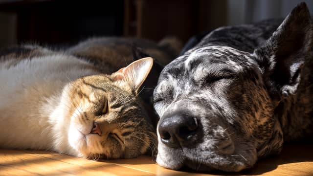 Giving your pets the healthy treats they need has never been easier