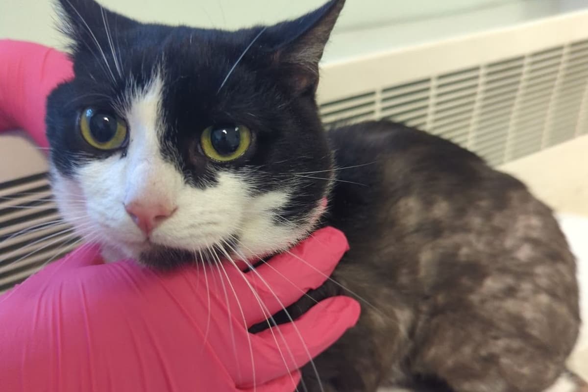 67-jähriger Mann aus Lancashire, der Katzen „mit Flöhen lebendig“ und ...