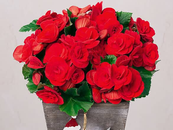 Bunches offers bespoke Christmas plants on a next-day delivery - for bargain prices