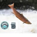 Salmon project - River Ribble Trust wins Orri Award