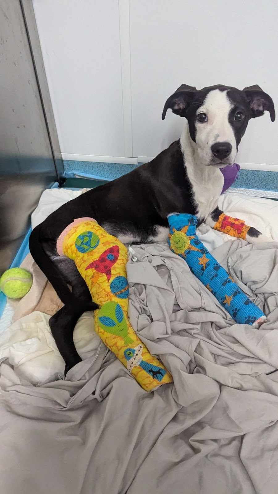 RSPCA provide update on staffie-cross puppy Gizzy after major life ...