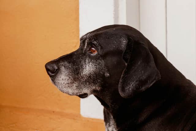 The cold weather can worsen arthritis pain in dogs.