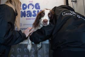 A do-it-yourself dog wash has opened at Centre Barcs in Lytham. Mabel gets cleaned up by a member of staff after a muddy run on Lytham Dog Field. 