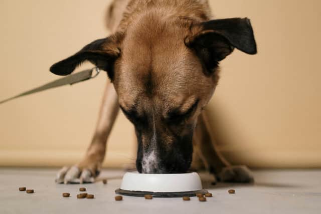 New study finds more than half of dogs in the UK are overweight
