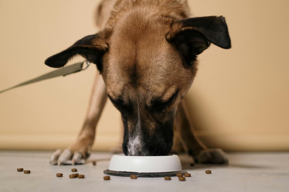 How much food to feed your dog after study finds more than half in the UK ...