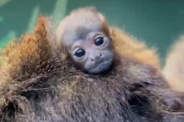 Meet Blackpool Zoo's adorable new addition - a cute red titi monkey 