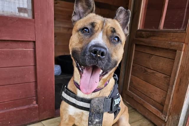 Dog left for dead in freezing garden hopes 2026 will finally bring ...