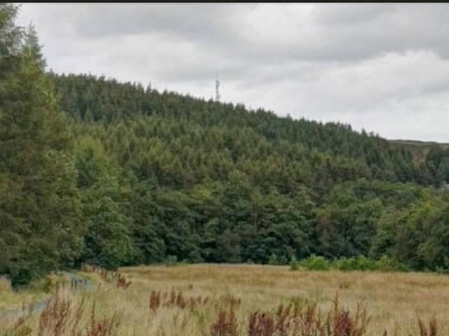 Larch trees at Rossendale's Barlow Bottoms