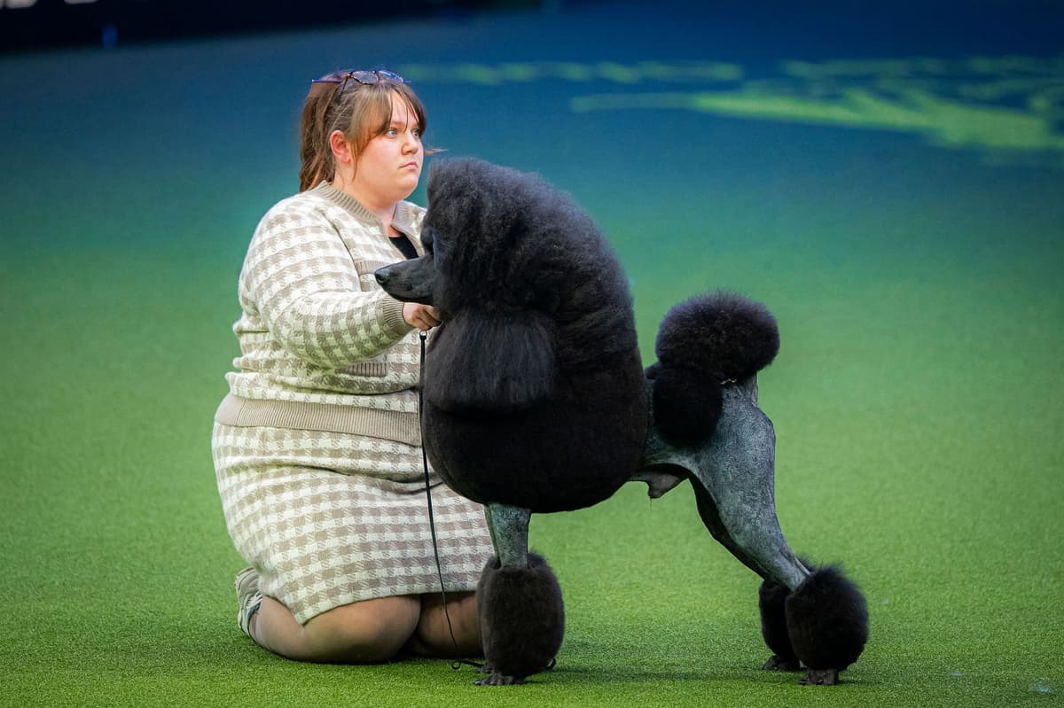 Freya Harris Addlington woman brings Crufts award back to Lancashire