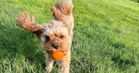 Cavapoo with a ball