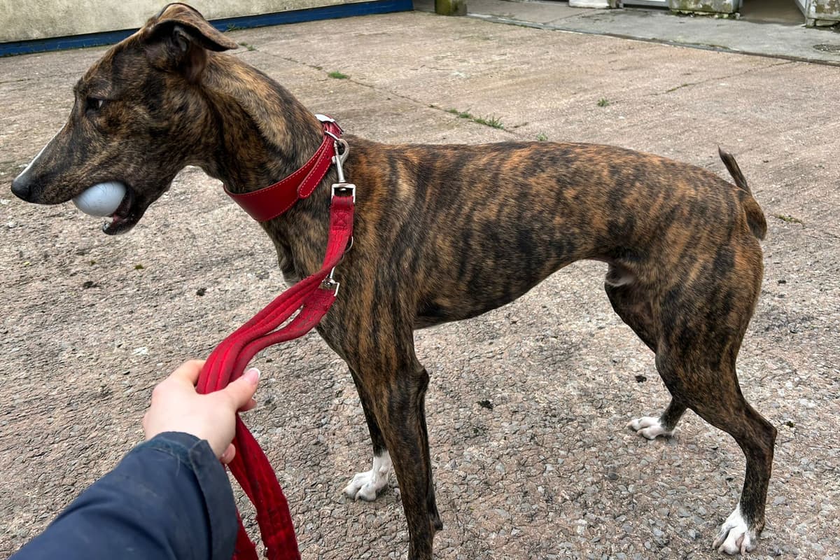 Adorable Lurcher puppy named Charlie who was found emaciated and never ...