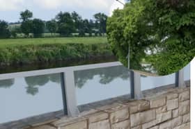 The lime trees and what is planned to replace them