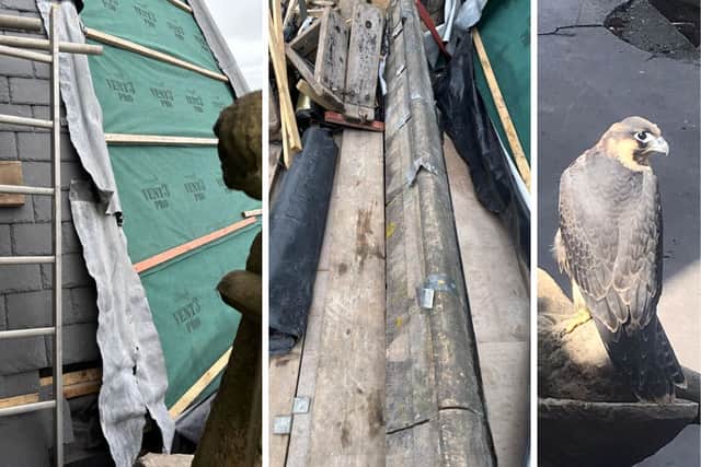 Left and centre: Images of the roof post theft. R: One of the falcons the church is strying not to disturb with its restoration work.