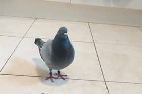 Listen to man call 999 after pigeon flew into his kitchen as Lancashire Police police make special plea